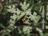 Dolkwespen [Scoliidae]